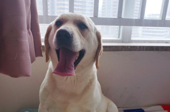 四个月拉布拉多可以吃那些辅食食谱