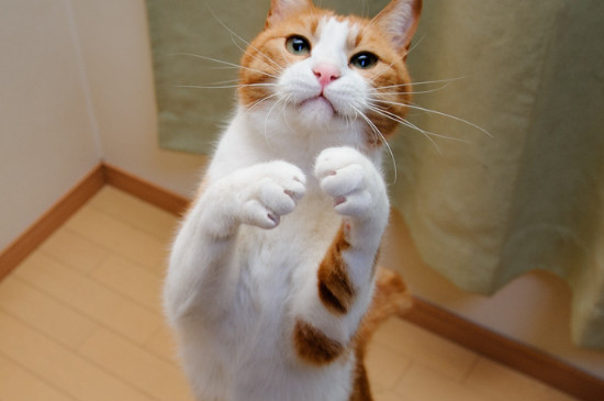 小猫大便末端带血