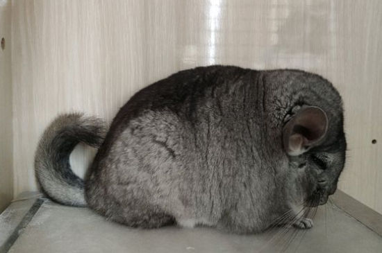 龙猫换笼子要注意什么