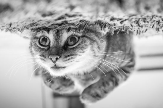 猫生产前的准备