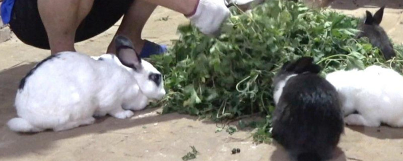 兔子在笼子里突然乱蹦