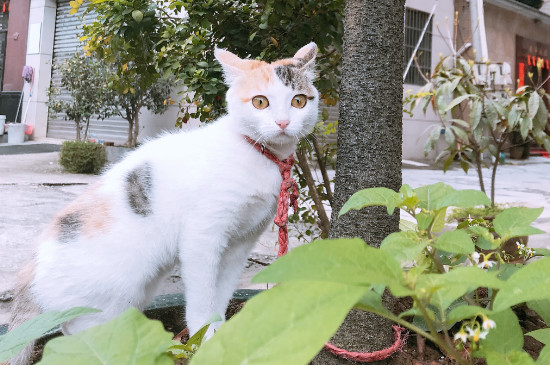 猫喉咙卡东西症状