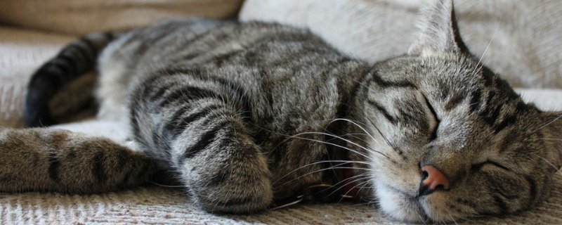猫咪流鼻涕打喷嚏