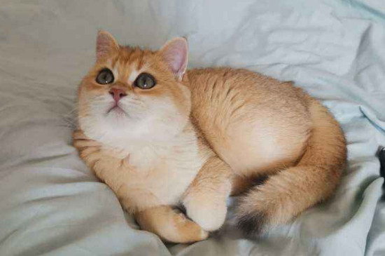 猫怕黑吗