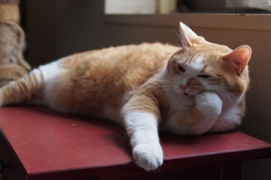 猫洗完澡没精神正常吗