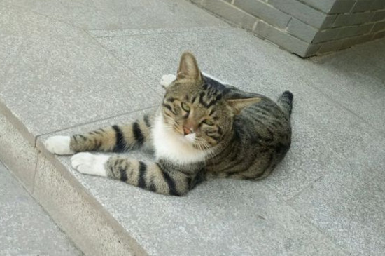 猫咪全身无力一直躺着