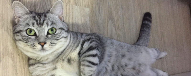 猫乱拉屎怎么教育