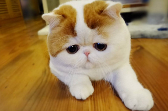 猫咪冷的表现
