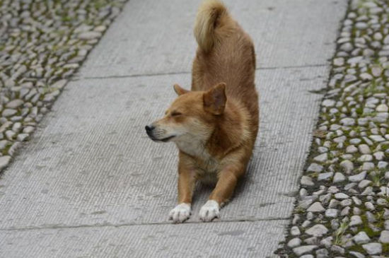 狗嘴巴外边烂了