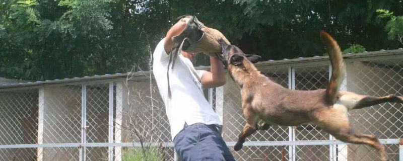 马犬几个月开始咬生人
