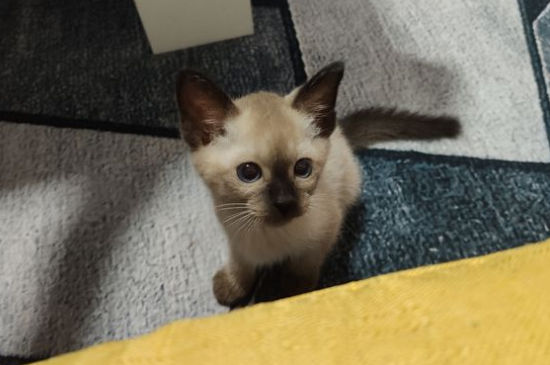 暹罗猫怕冷吗