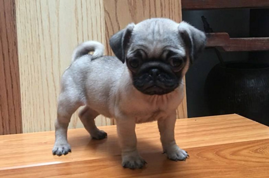 为什么巴哥犬刚开始养就后悔