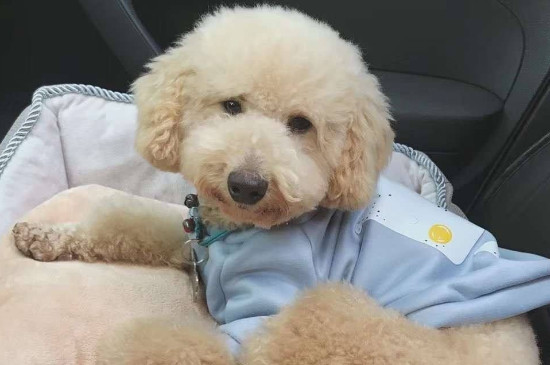 小泰迪衣服怎么做