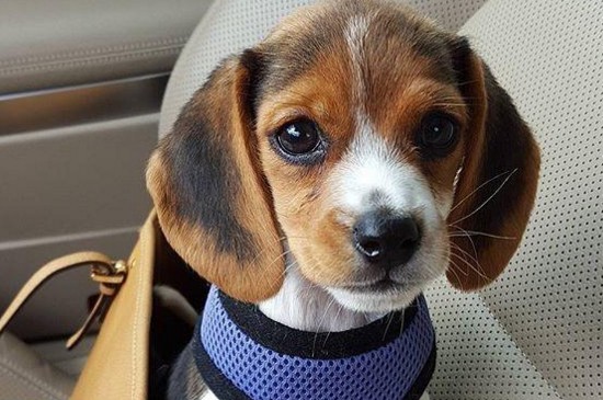 比格犬为什么养的人少