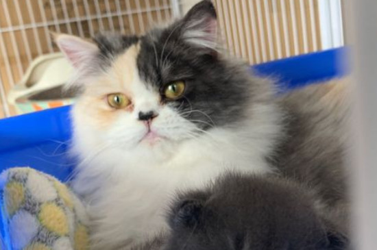 猫食欲不振消瘦嗜睡怎么治疗，总睡觉不吃喝可能有肠胃炎