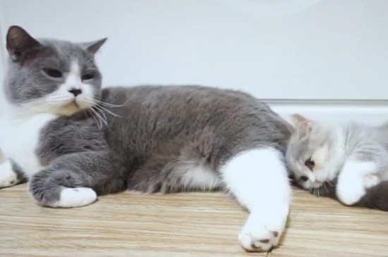 猫尾巴竖起来急速颤动