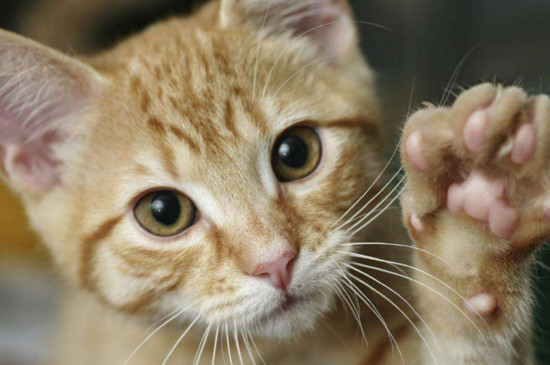 猫腹水能活多久