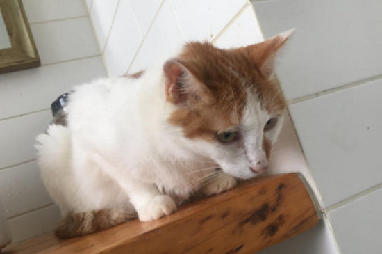 猫咪能感受到人的爱吗