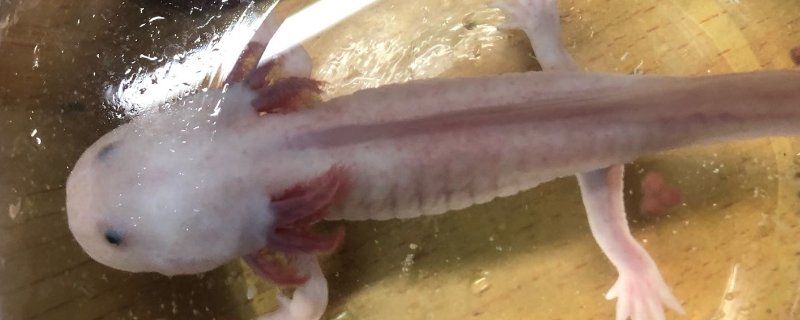 六角龙能深水养吗