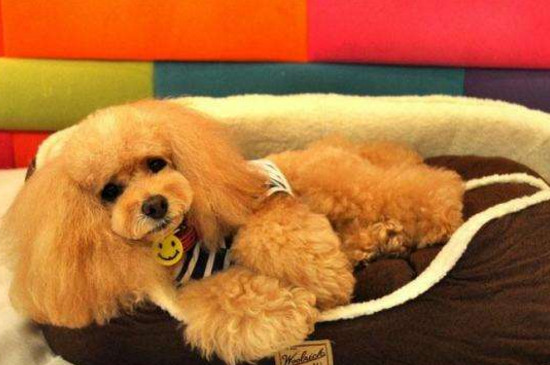 养狗用狗窝还是狗笼好，幼犬用狗笼成犬用狗窝