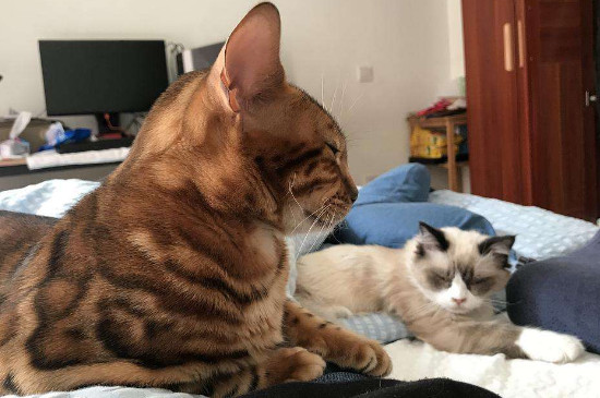大猫欺负小猫怎么办