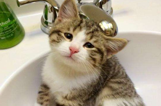 猫讨厌主人怎么处理