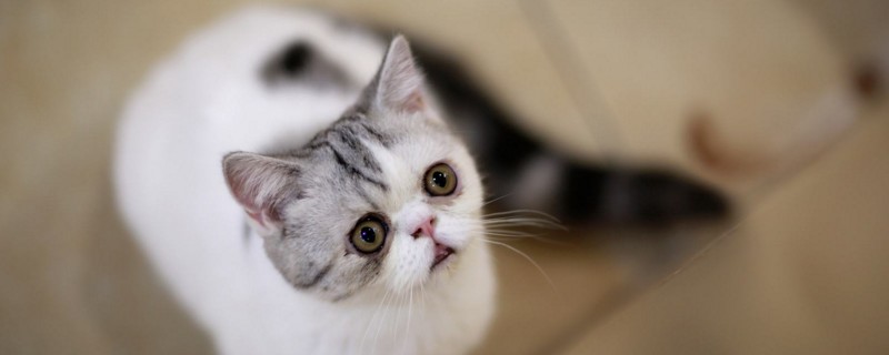 小猫眼圈发红