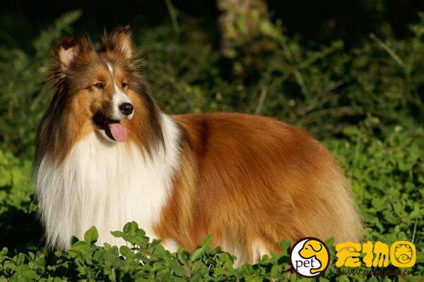 喜乐蒂牧羊犬怎么养，和苏牧犬有什么区别