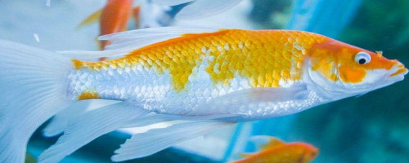 怎么让养鱼浑浊的水立马变清