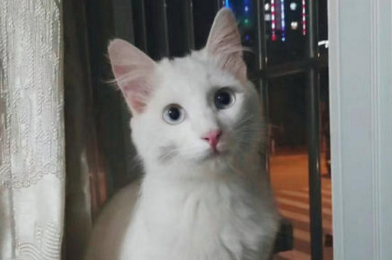 猫咪突然不在猫砂里拉屎