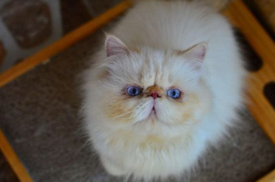 喜马拉雅猫掉毛多吗
