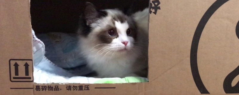 猫关禁闭一般多久