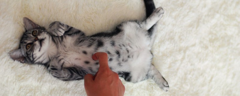 猫吃了蟑螂药