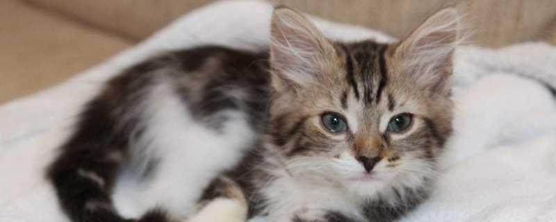 猫尿结石症状