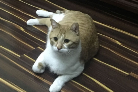 公猫发情时可以绝育吗