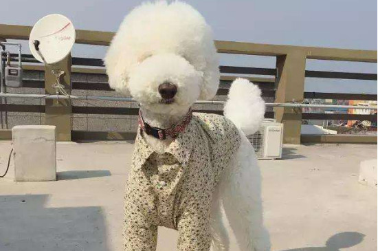 真后悔养了泰迪怎么办