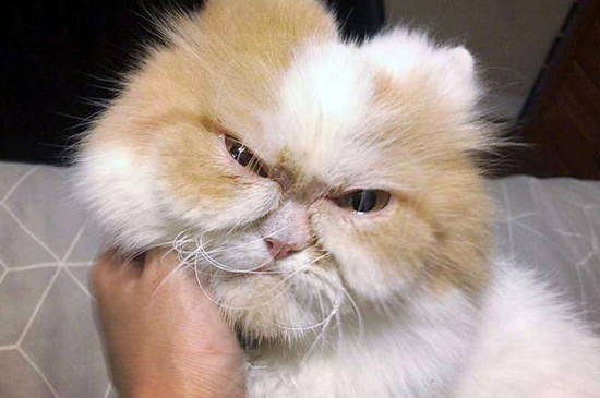 猫咪多久能熟悉新主人