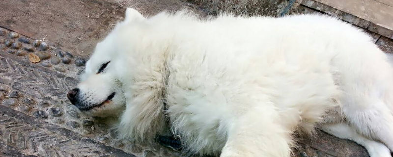 萨摩耶讨厌主人的表现