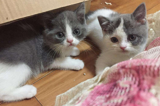 猫生小猫为什么不能看