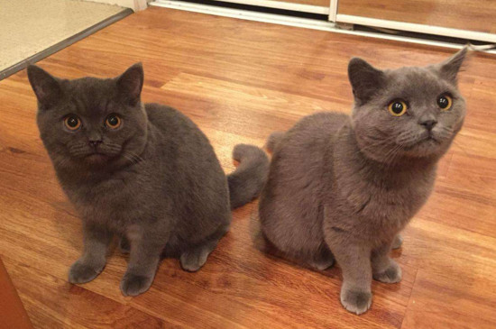 猫咪为什么喜欢守厕所