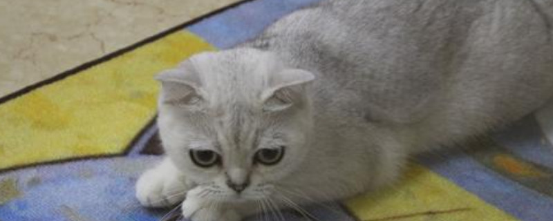 猫毛发黄是什么原因