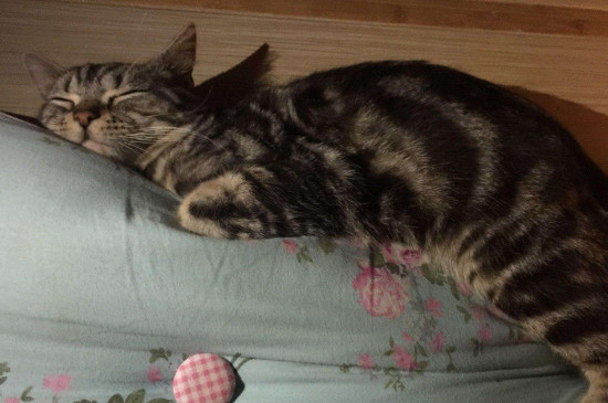 虎斑猫脱毛是什么原因，虎斑猫老掉毛怎么办