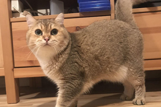 猫吃异物多少天能排出