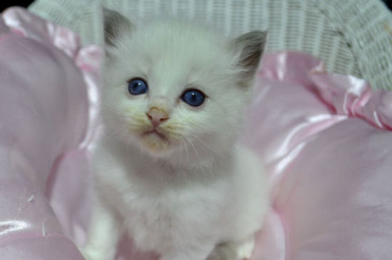 猫粮泡软把水倒掉吗