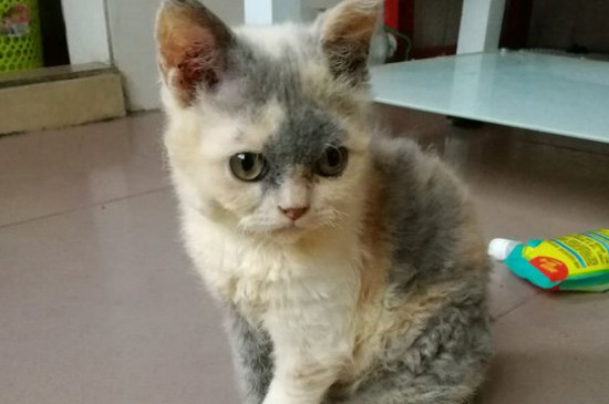 猫养在家会得猫瘟吗