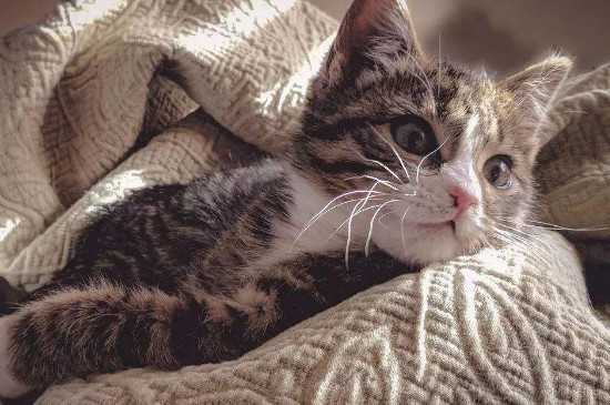 猫生小猫为什么不能看