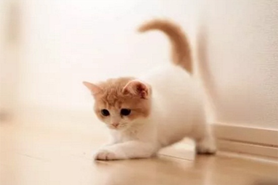 猫咪换猫粮拉稀怎么办