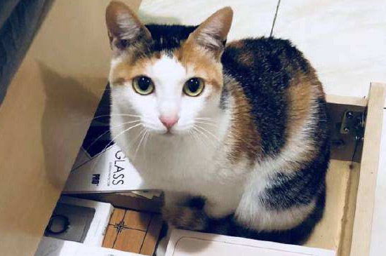 杯状病毒可以养别的猫吗