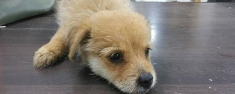 两个月大的小狗吃什么