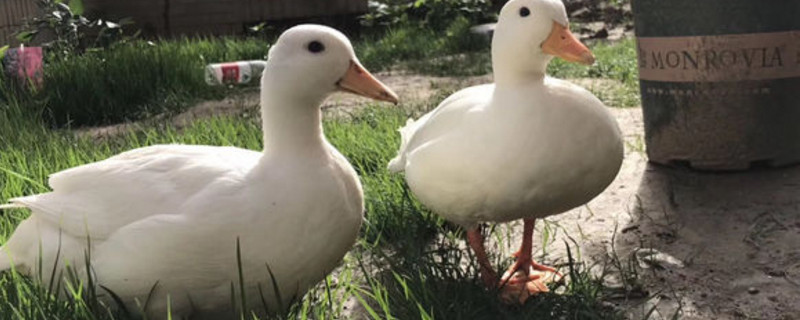 柯尔鸭臭不臭